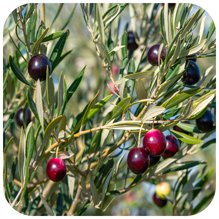 olive-azienda-agricola-lu-cute